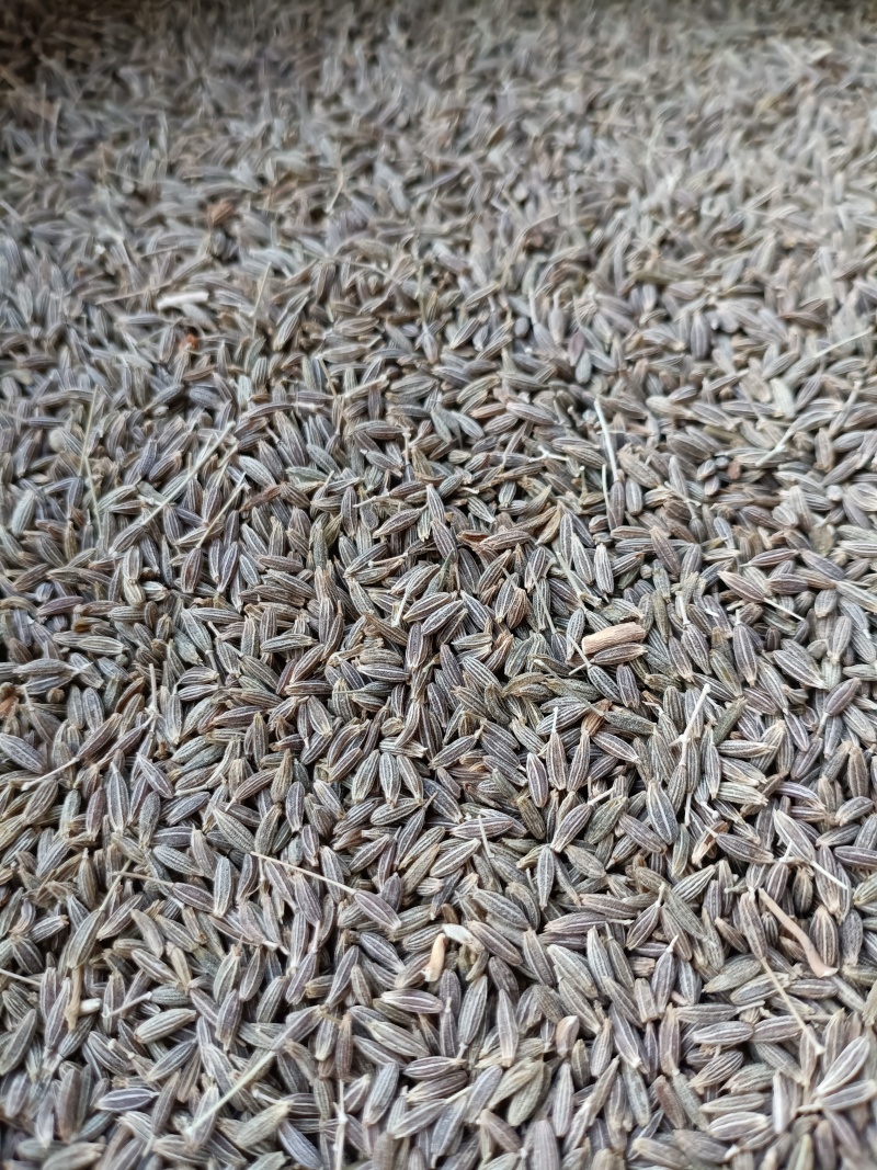 新疆孜然/味道纯正/香味很浓/颗粒饱满/色泽均匀/精选货