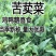 中华苦荬菜新鲜采摘新货现发量大从优无污染无添加
