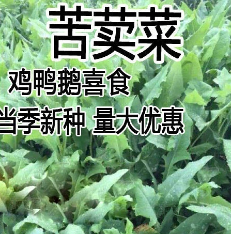 中华苦荬菜新鲜采摘新货现发量大从优无污染无添加