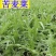 中华苦荬菜新鲜采摘新货现发量大从优无污染无添加
