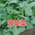 中华苦荬菜新鲜采摘新货现发量大从优无污染无添加