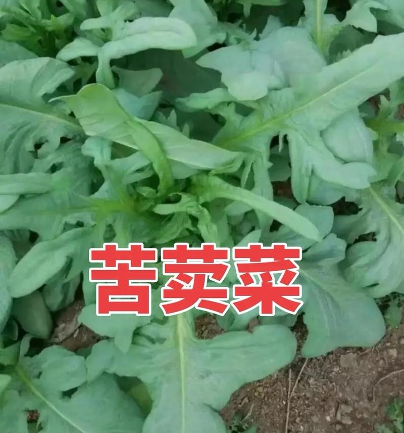 中华苦荬菜新鲜采摘新货现发量大从优无污染无添加