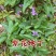药用紫花地丁新鲜采摘新货现发量大从优无污染无添加