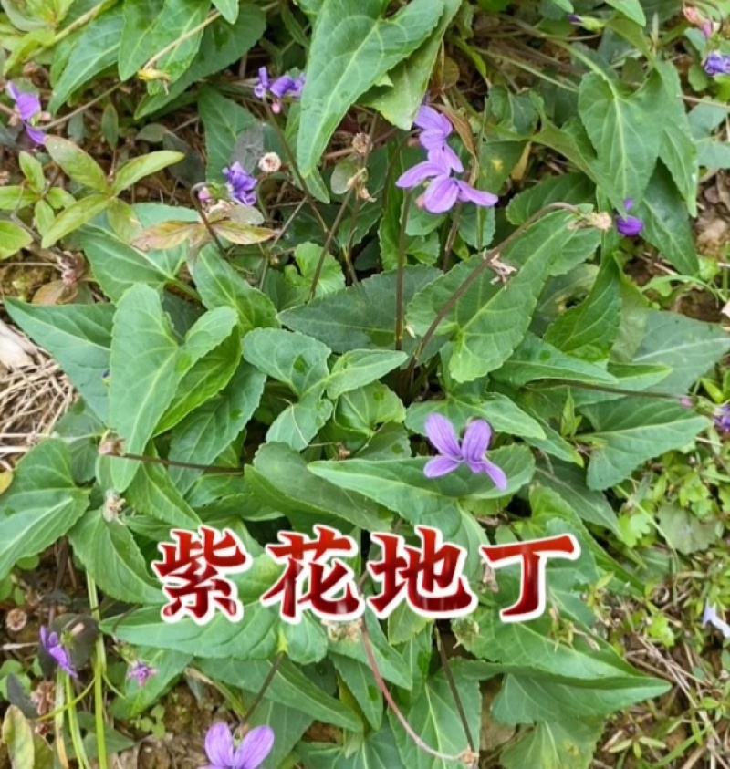 药用紫花地丁新鲜采摘新货现发量大从优无污染无添加