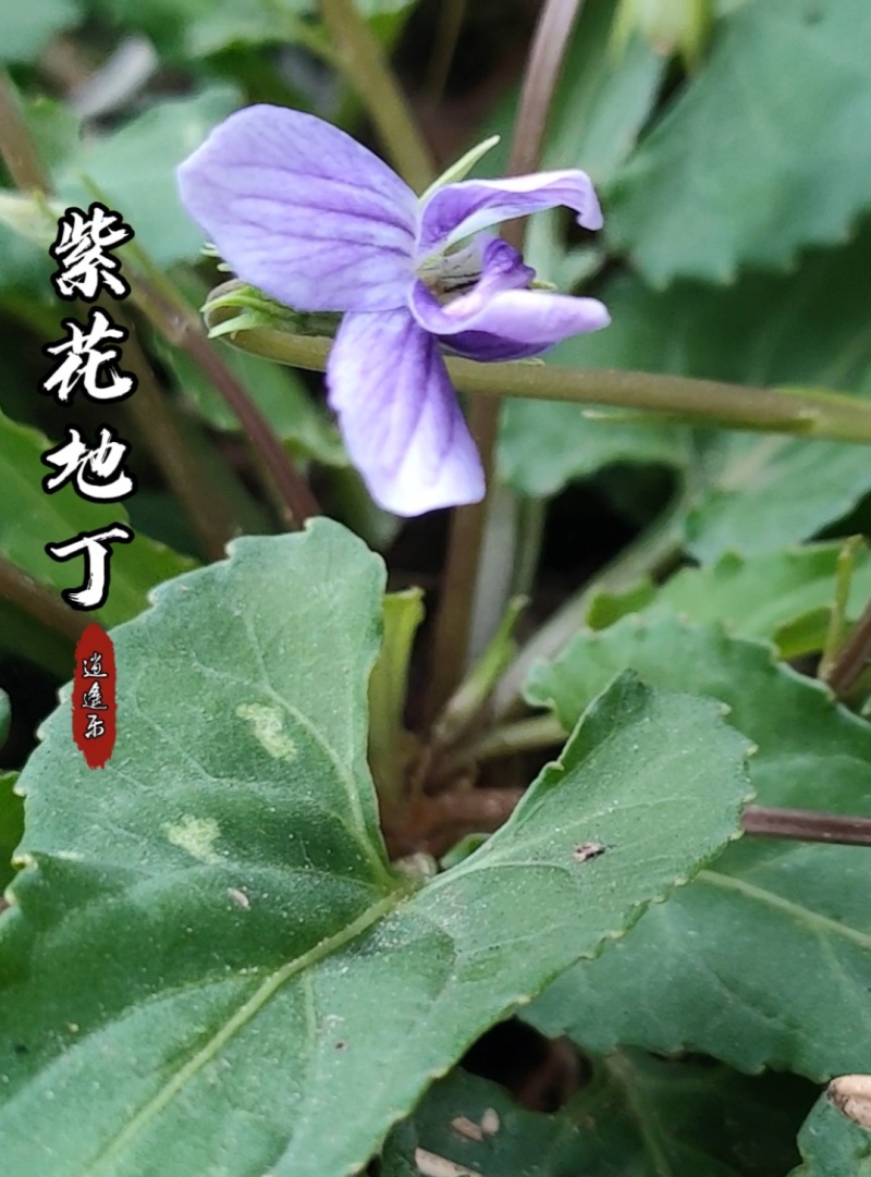 药用紫花地丁新鲜采摘新货现发量大从优无污染无添加