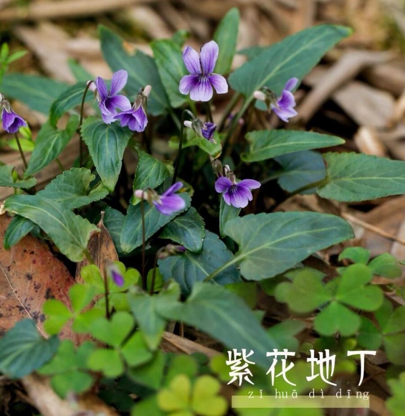 药用紫花地丁新鲜采摘新货现发量大从优无污染无添加