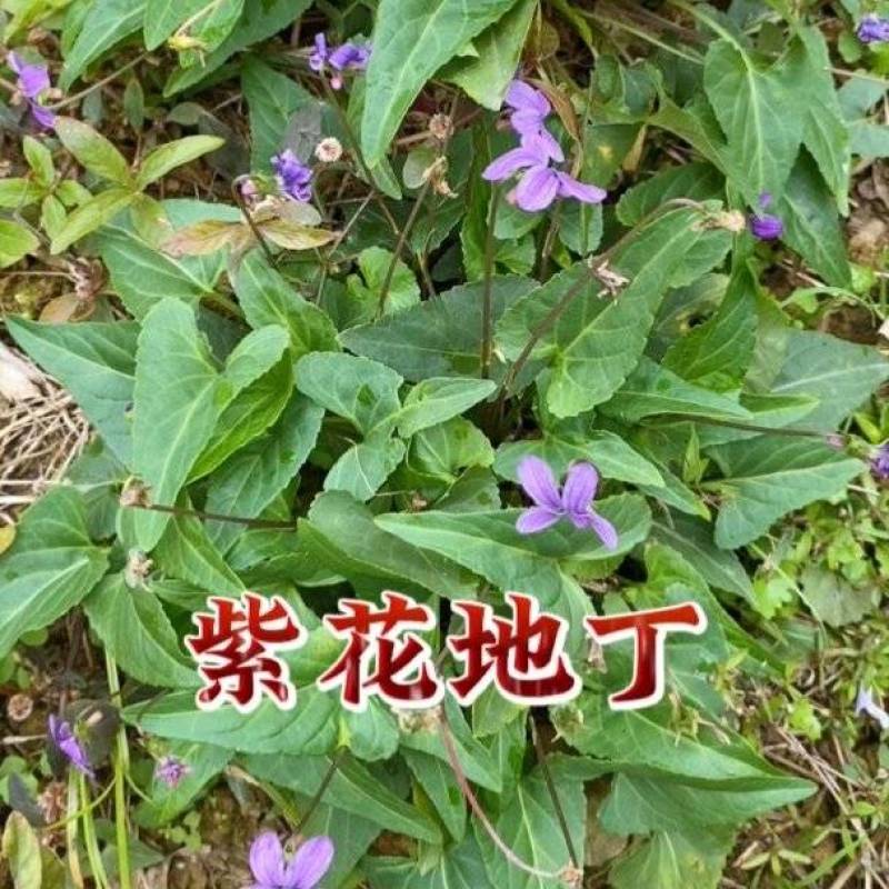 药用紫花地丁新鲜采摘新货现发量大从优无污染无添加
