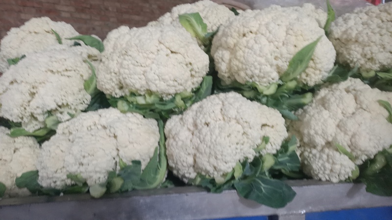【松花菜】陕西咸阳松花菜一手货源全国接单按要求分拣打包