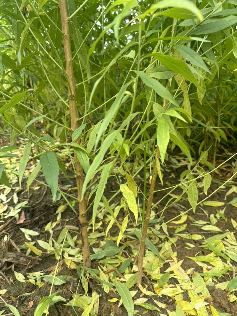 毛桃苗