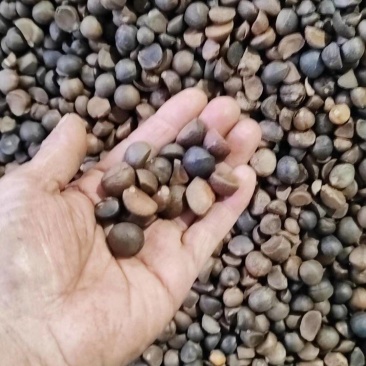 2025新茶籽干货野生中小籽油性好货量大干净无杂承接加工
