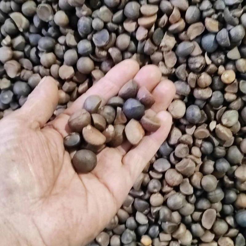 2025新茶籽干货野生中小籽油性好货量大干净无杂承接加工