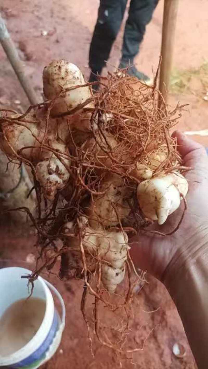 黄精