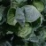 【圆包菜】陕西甘蓝花白货量大无烧边无虫眼