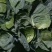 【圆包菜】陕西甘蓝花白货量大无烧边无虫眼