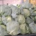 【圆包菜】陕西甘蓝花白货量大无烧边无虫眼