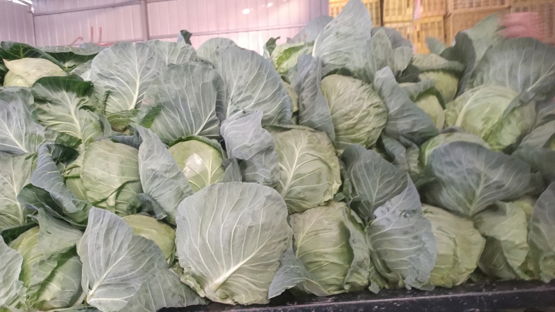 【圆包菜】陕西甘蓝花白货量大无烧边无虫眼