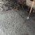 水鸭母