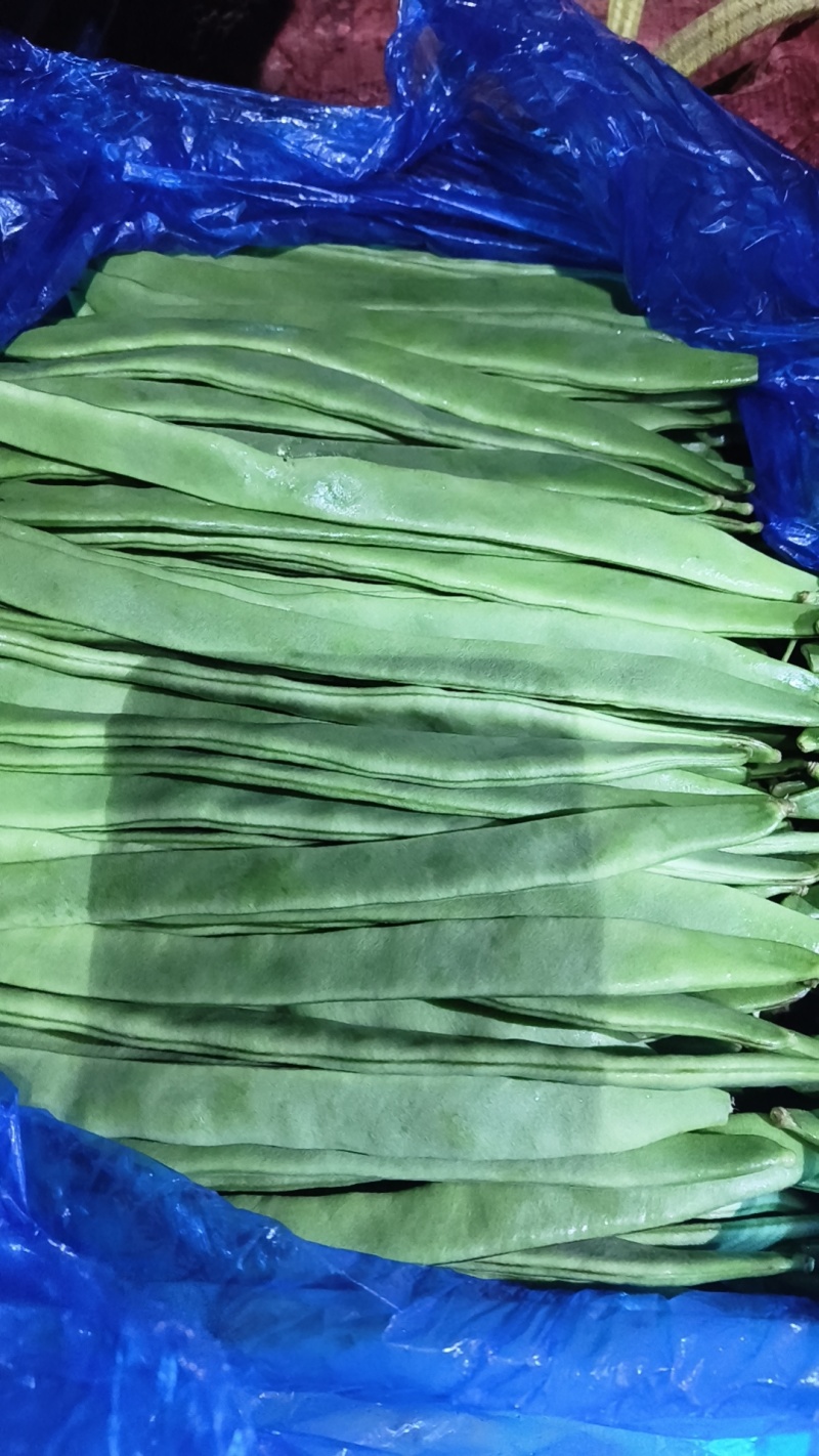 山东莘县，精品扁豆，大量上市，货源充足，
