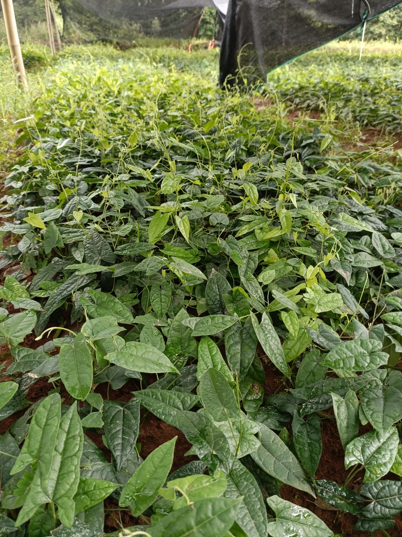 金果缆量大从优