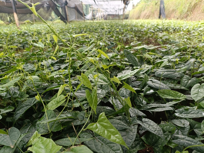 金果缆量大从优