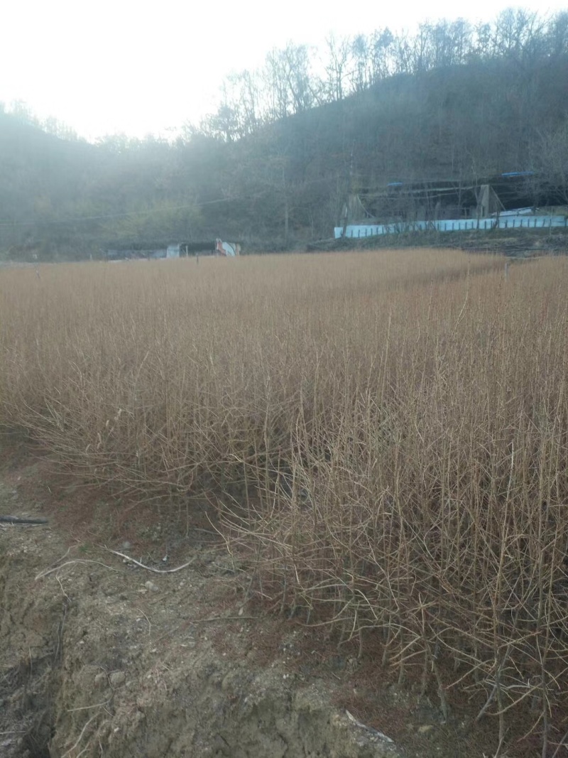 【松树】优质落叶松量大供应基地直发欢迎来电咨询