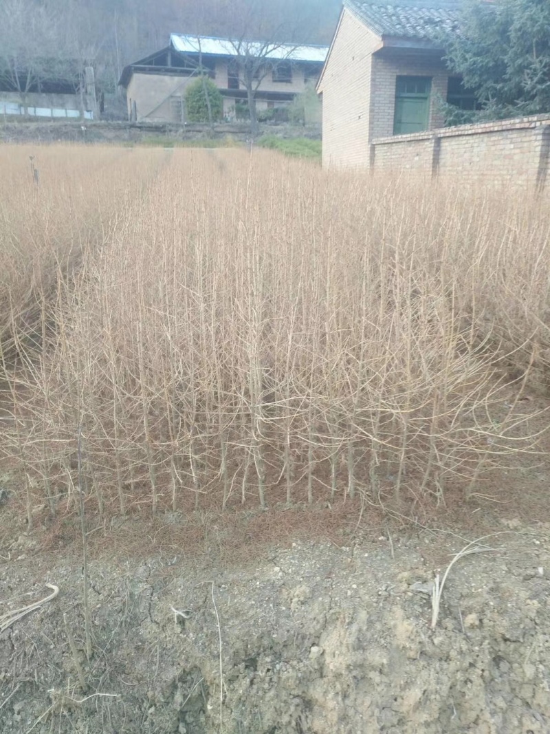 【松树】优质落叶松量大供应基地直发欢迎来电咨询