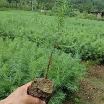 【松树】优质落叶松量大供应基地直发欢迎来电咨询