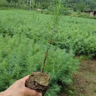 【松树】优质落叶松量大供应基地直发欢迎来电咨询