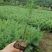 【松树】优质落叶松量大供应基地直发欢迎来电咨询