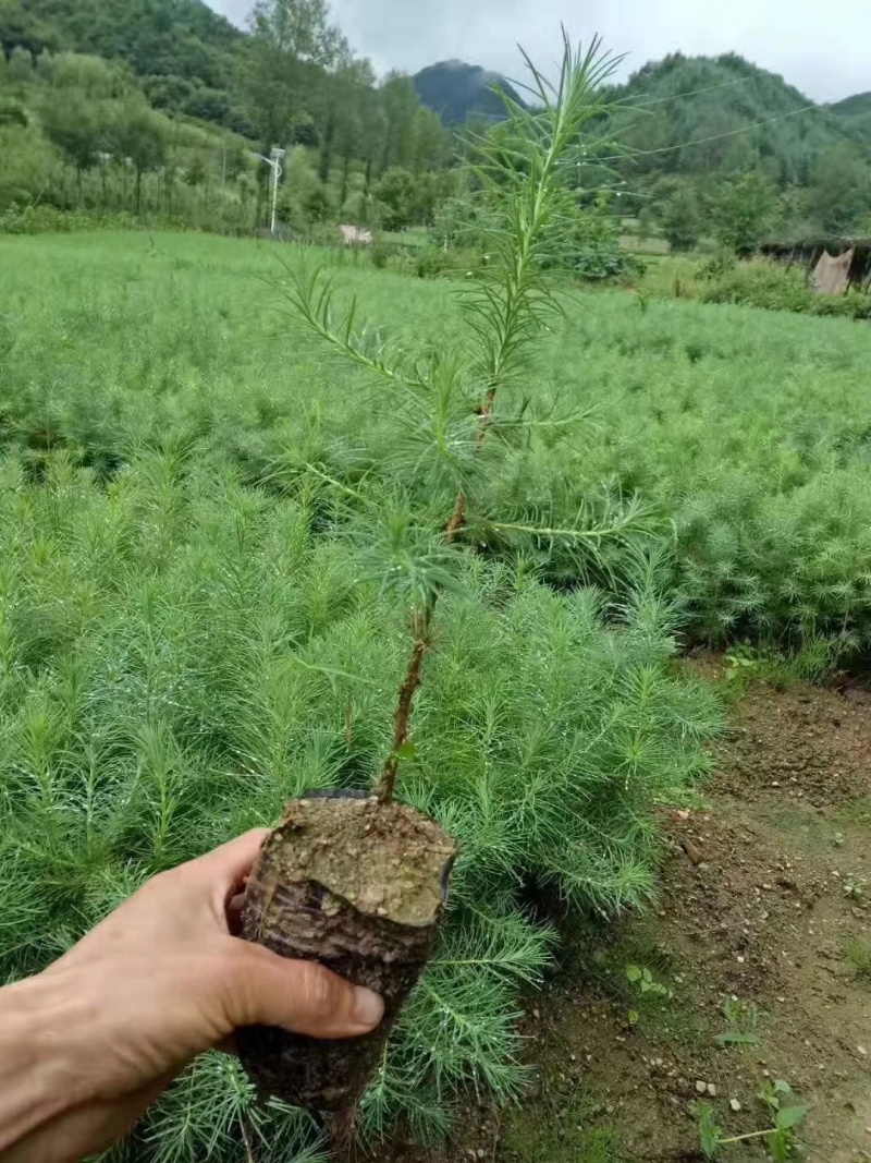 【松树】优质落叶松量大供应基地直发欢迎来电咨询