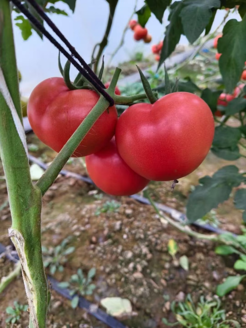 河北饶阳硬粉西红柿大量供应
