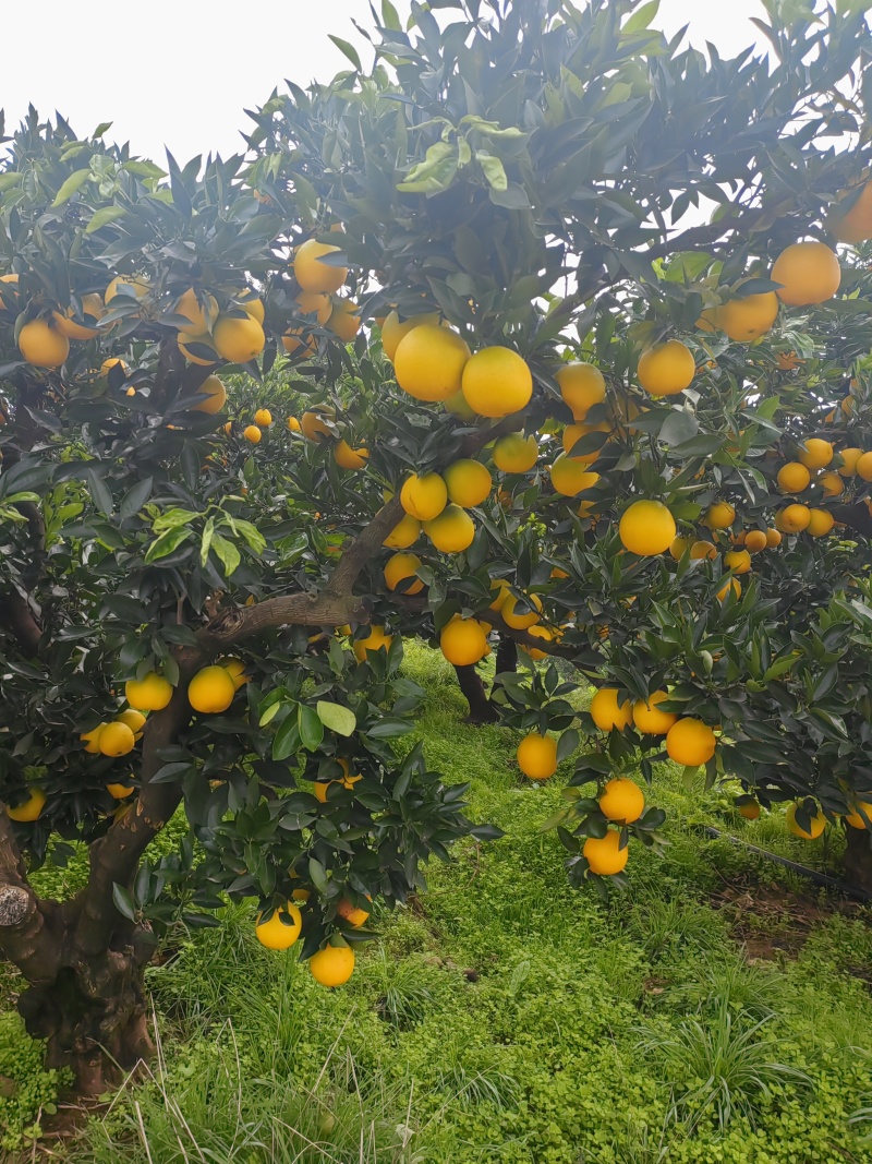金堂脐橙