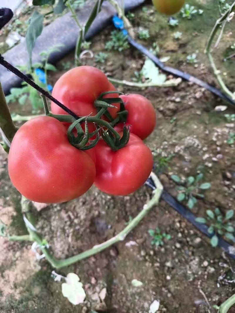 河北饶阳硬粉西红柿大量供应