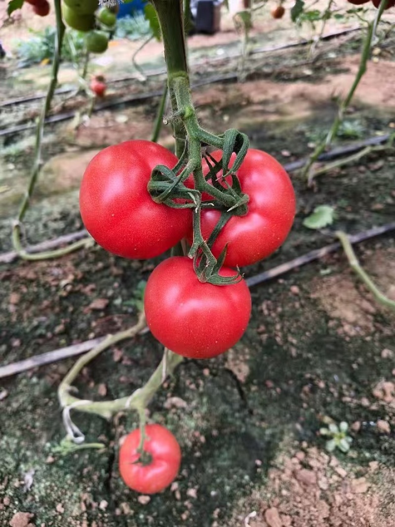 河北饶阳硬粉西红柿大量供应