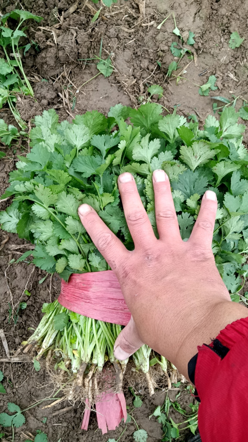 精品香菜大量上市，有要的联系