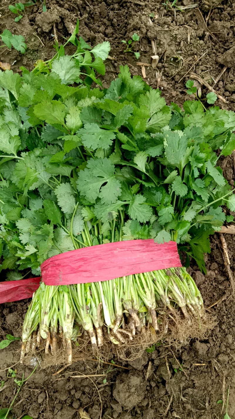 精品香菜大量上市，有要的联系