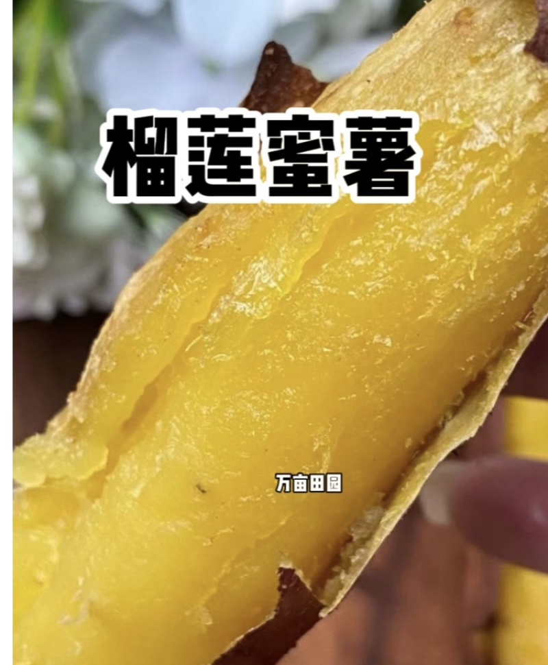 榴莲蜜薯软糯香甜爽滑可口产地直发量大优惠整车批发一件代发