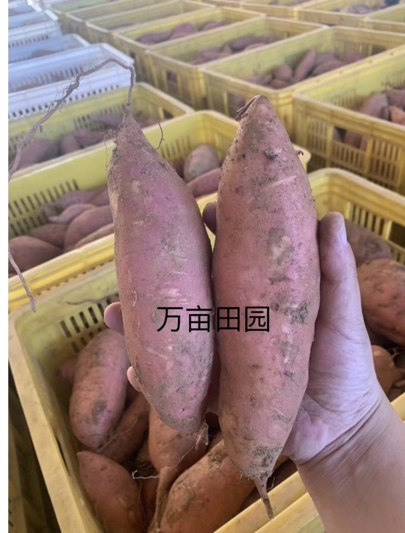 榴莲蜜薯软糯香甜爽滑可口产地直发量大优惠整车批发一件代发