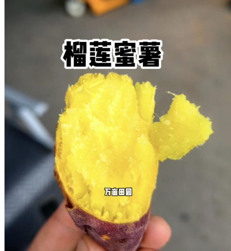 榴莲蜜薯软糯香甜爽滑可口产地直发量大优惠整车批发一件代发