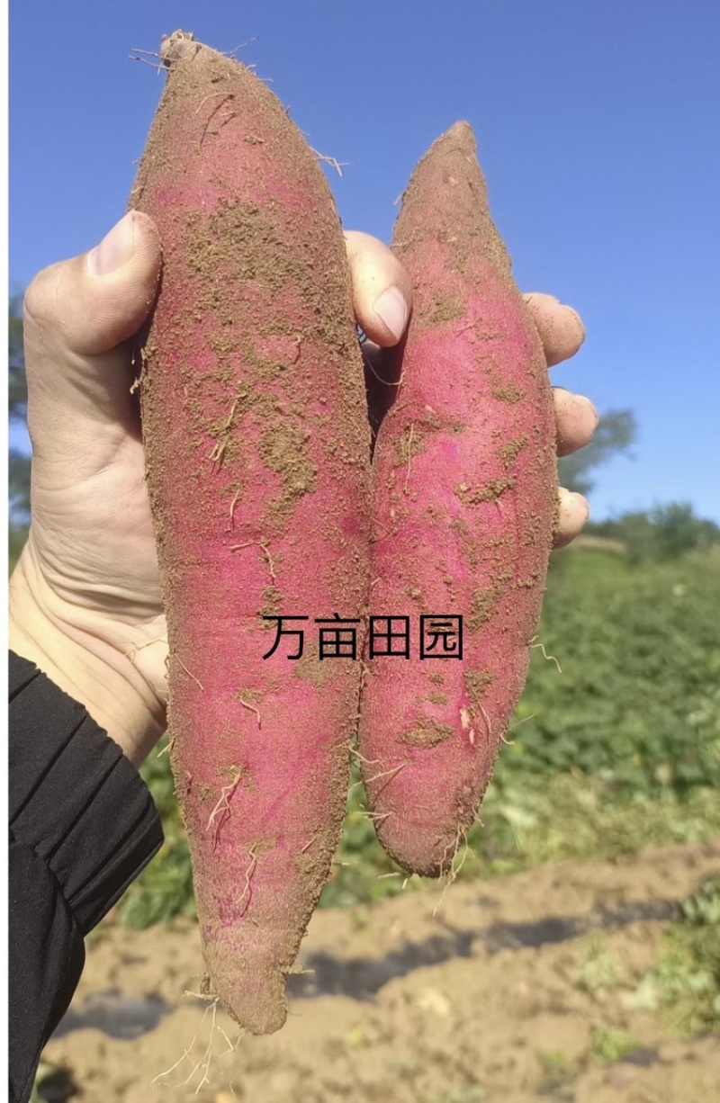 榴莲蜜薯软糯香甜爽滑可口产地直发量大优惠整车批发一件代发