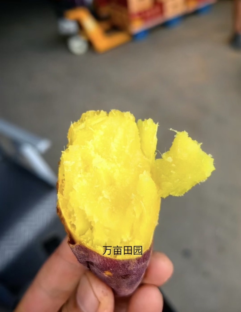 榴莲蜜薯软糯香甜爽滑可口产地直发量大优惠整车批发一件代发