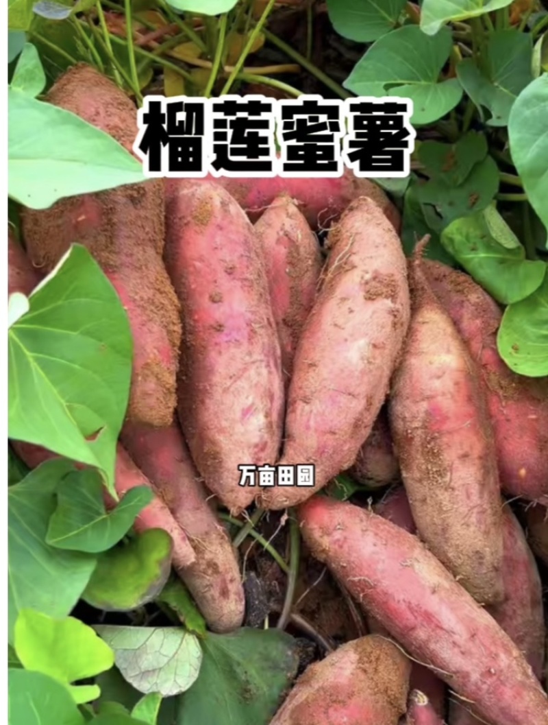 榴莲蜜薯软糯香甜爽滑可口产地直发量大优惠整车批发一件代发