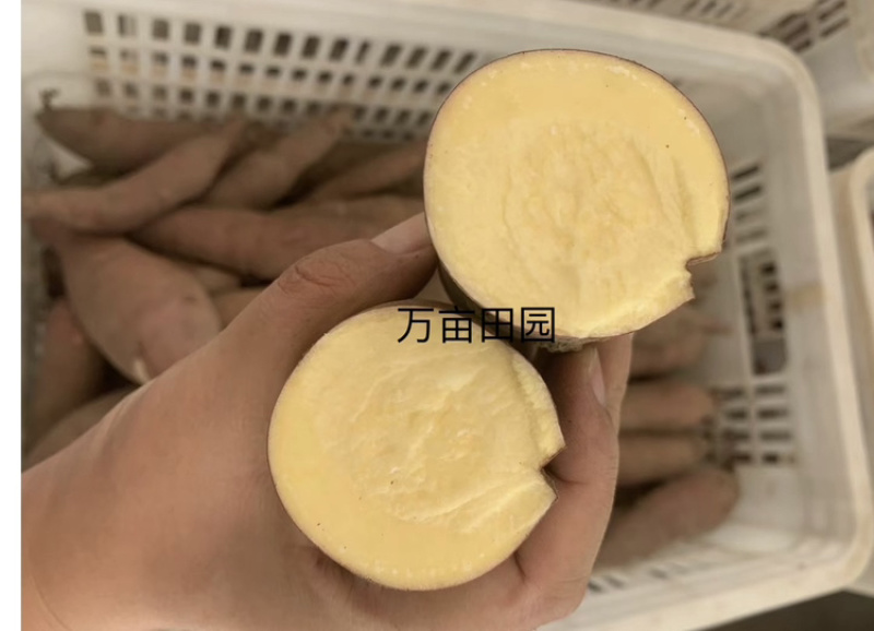 榴莲蜜薯软糯香甜爽滑可口产地直发量大优惠整车批发一件代发