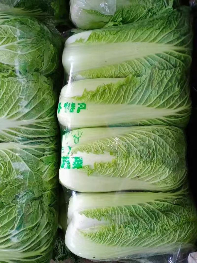 河南焦作新北京3号大白菜大量上市，单棵4--6斤，欢迎新