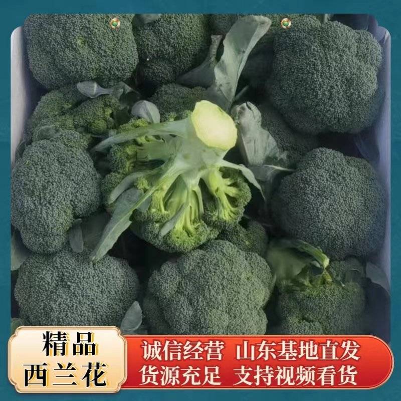 优质西兰花大量上市花型好无黄粒小米粒支持全国发货