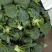 优质西兰花大量上市花型好无黄粒小米粒支持全国发货