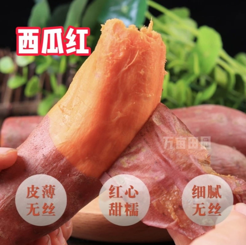 西瓜红蜜薯软糯香甜产地直发量大优惠整车批发一件代发