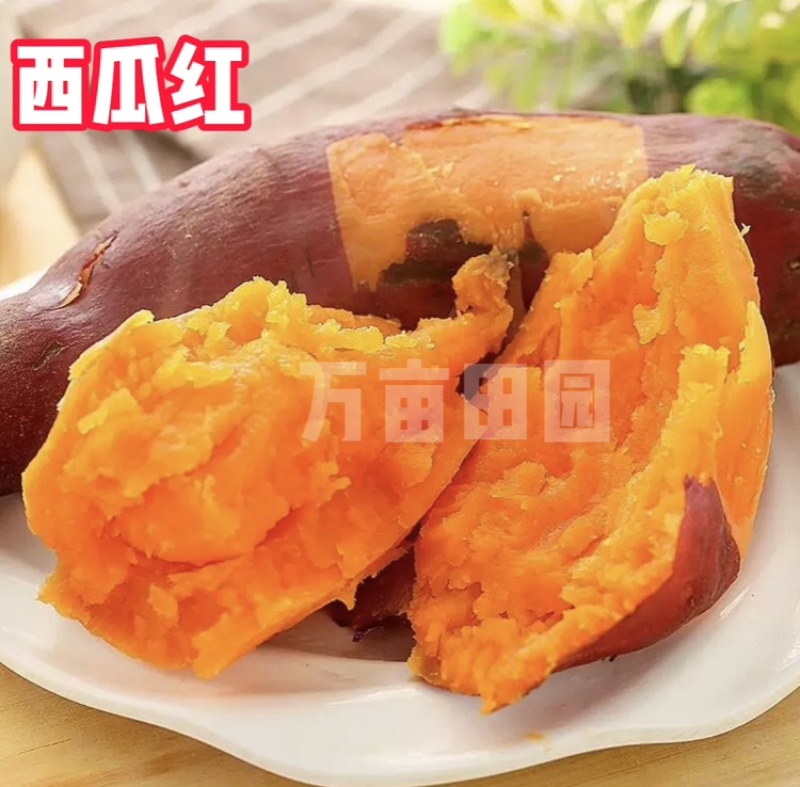 西瓜红蜜薯软糯香甜产地直发量大优惠整车批发一件代发