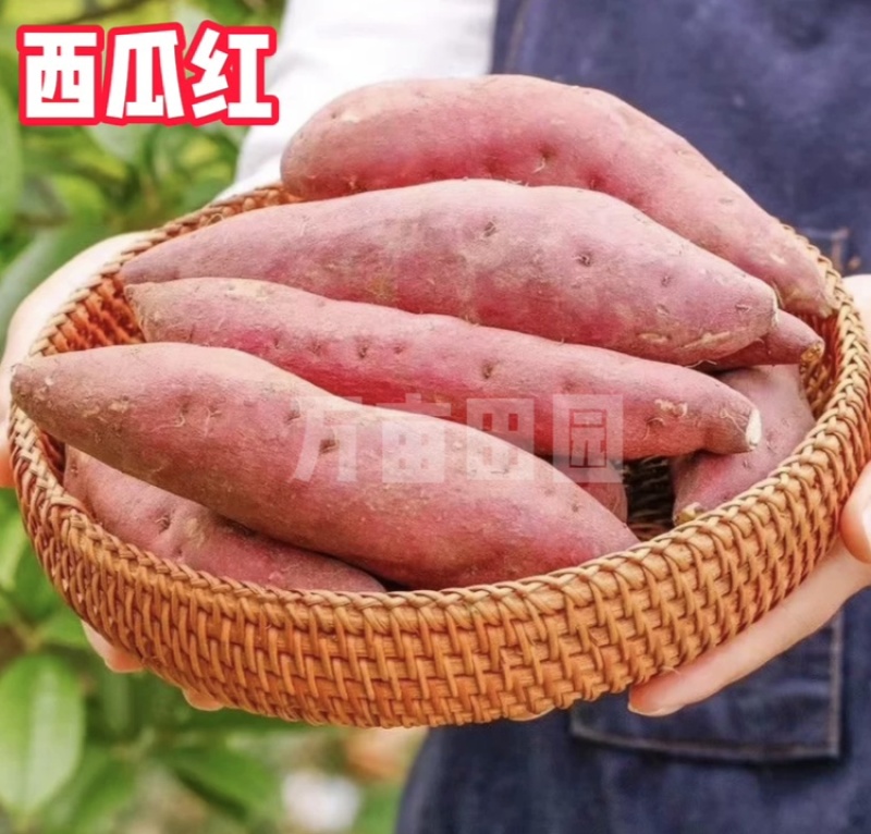 西瓜红蜜薯软糯香甜产地直发量大优惠整车批发一件代发