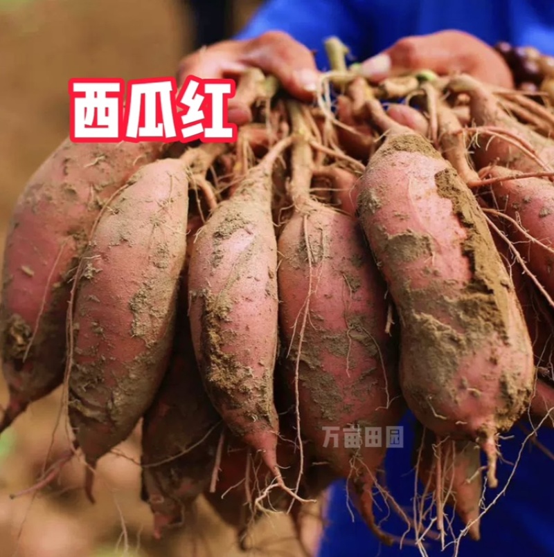 西瓜红蜜薯软糯香甜产地直发量大优惠整车批发一件代发